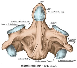 Second Cervical Vertebra or Axis Images, Stock Photos & Vectors