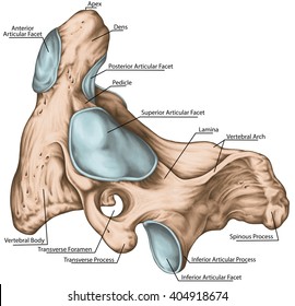 Similar Images, Stock Photos & Vectors of Didactic board, cervical