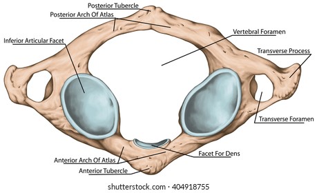 Foramen Images, Stock Photos & Vectors | Shutterstock