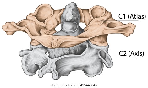 Didactic board, cervical spine, vertebral morphology, first and second cervical vertebra, cervical vertebrae, atlas, axis, atlantoaxial joint, posterosuperior view