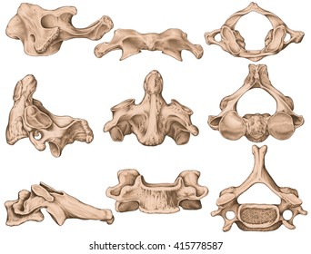 Didactic board, cervical spine, vertebral morphology, common vertebral morphology, first, second and sixth cervical vertebra, cervical vertebrae, atlas, axis, anterior, lateral and superior view