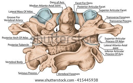 Didactic Board Cervical Spine Vertebral Morphology Stock Illustration