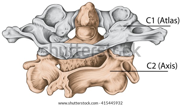 Didactic Board Cervical Spine Vertebral Morphology Stock Illustration