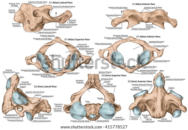 Didactic Board Cervical Spine Vertebral Morphology Stock Illustration 415778527