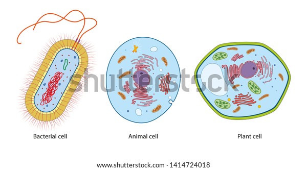 細菌と動物と植物の細胞の違い のイラスト素材