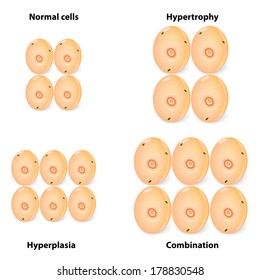 1,550 Fat cell diagram Images, Stock Photos & Vectors | Shutterstock