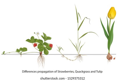 Differences propagation of Strawberries, Quackgrass and Tulip