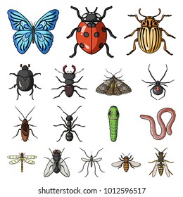 examples of arthropods