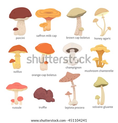 Different Kinds Mushrooms Stock Illustration 451104241 - Shutterstock