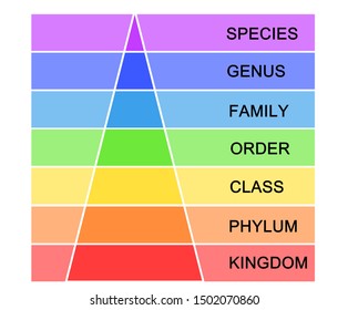 Taxonomic rank Images, Stock Photos & Vectors | Shutterstock