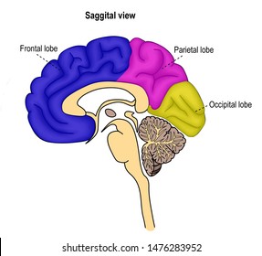 Different Lobe Of Brain In The Saggital Section Of Human Brain.