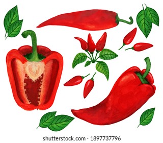 Different red peppers big watercolor set. Tabasco, jalapeno, capi, chili and bell pepper. Fresh hot and sweet vegetable illustration for menu, recipe, banner, poster. - Shutterstock ID 1897737796