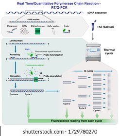 The Different Stages And Cycles Of CDNA Molecule Amplification By Real Time/ Quantitative Polymerase Chain Reaction, RT-PCR Or Q-PCR, In A Thermal Cycler, 3d Illustration