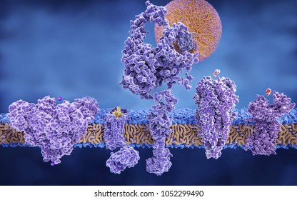 Different structures of membrane proteins: (left to right) Potassium channel, delta-opioid receptor, LDL receptor, acetylcholine receptor, histamine receptor, 3d rendering