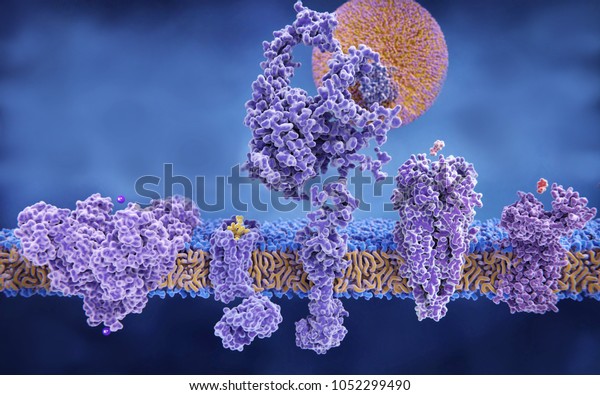 Different structures of\
membrane proteins: (left to right) Potassium channel, delta-opioid\
receptor, LDL receptor, acetylcholine receptor, histamine receptor,\
3d rendering