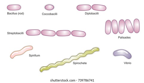 Palisade Bacilli