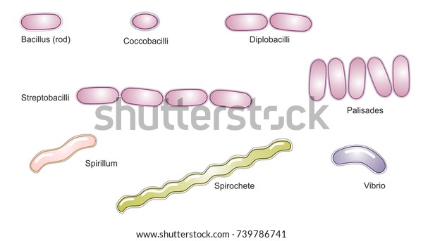 Different Types Bacteria Rod Bacillus Coccus Stock Illustration 739786741