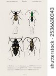 Different types of beetles by Charles Dessalines D