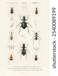 Different types of beetles by Charles Dessalines D