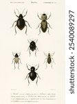 Different types of beetles by Charles Dessalines D