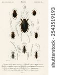 Different types of beetles by Charles Dessalines D