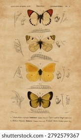 Different types of butterfly illustrated by Charles Dessalines D' Orbigny (1806-1876).
