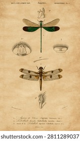 Different types of dragonflies illustrated by Charles Dessalines D' Orbigny (1806-1876).
