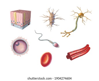 Different Types Of Human Cells Including An Egg Cell, Sperm, Red Blood Cell, Osteocyte, Neuron, Skeletal Muscle And Columnar Epithelial Cell. 3D Illustration.