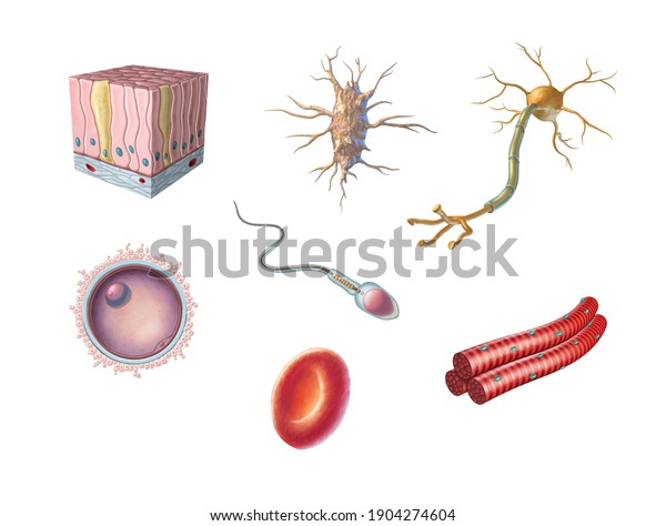 Different types of human cells including an\
egg cell, sperm, red blood cell, osteocyte, neuron, skeletal muscle\
and columnar epithelial cell. 3D\
illustration.