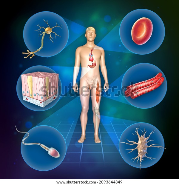 Different types of human cells including\
sperm, red blood cell, osteocyte, neuron, skeletal muscle and\
columnar epithelial cell. 3D\
illustration.