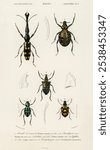 Different types of insects by Charles Dessalines D