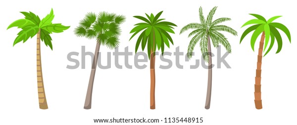 Different Types Palm Trees Set Isolated Stock Illustration 1135448915 Shutterstock 7947