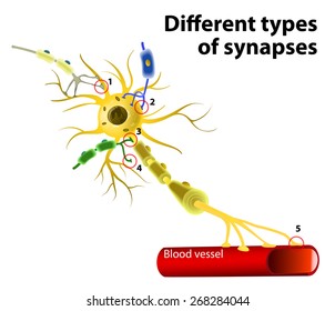 Different Types Of Synapses. Neuron To Neuron Transmission