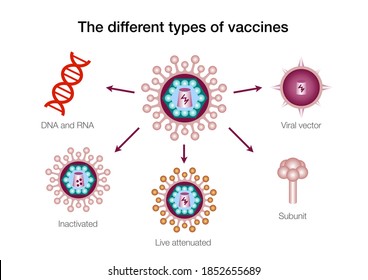 The Different Types Of Vaccines