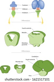 Differentiation Of The Caudal Hindbrain. The Caudal Hindbrain Differentiates Into The Medulla.