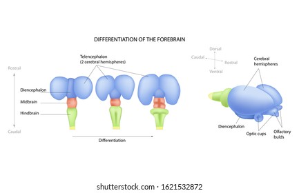 Differentiation Of The Forebrain. Differentiation Of The Telencephalon. Formation Of The Human Brain. Preparation For Pregnancy.
