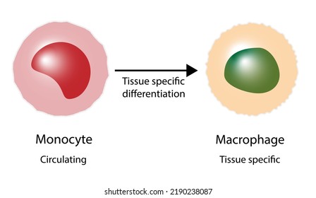 264 Antigen Presenting Cells Images, Stock Photos & Vectors | Shutterstock