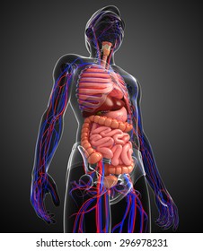 Digestive Circulatory System Male Body Artwork Stock Illustration ...