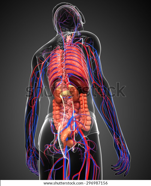 Digestive Circulatory System Male Body Artwork Stock Illustration ...