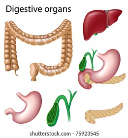 Digestive Glands Images, Stock Photos & Vectors | Shutterstock