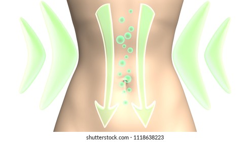 Digestive Process. The Action Of Probiotics, Diet Supplements For Weight Loss Or The Removal Of Gases From The Intestine. 3d Rendered Illustration On White Background.