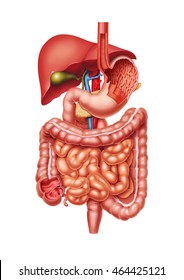 Digestive System 