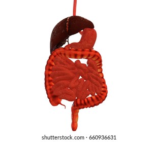 digestive system 3d illustration