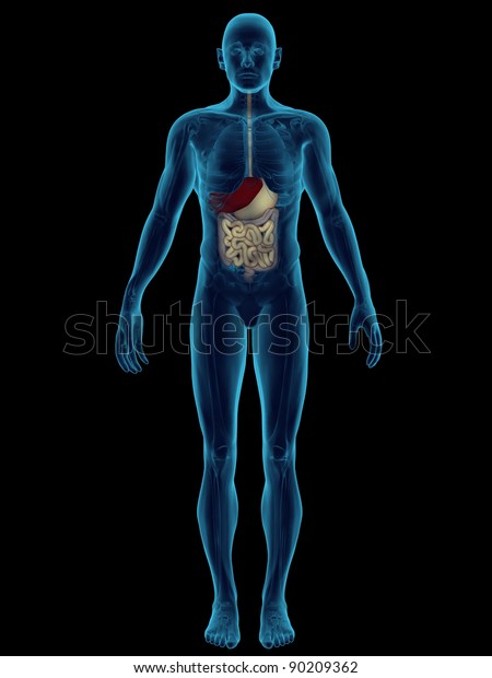 Digestive System Stock Illustration 90209362 | Shutterstock