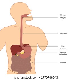 Digestive System Anatomy Illustration. GI Tract Structures