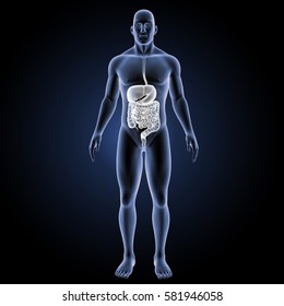 Digestive system anterior view 3d illustration
