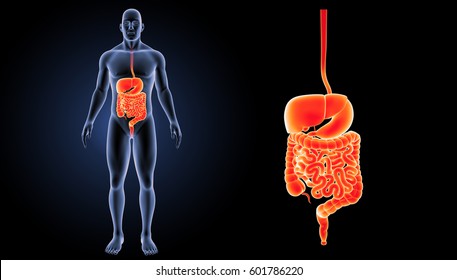 Digestive system anterior view 3d illustration