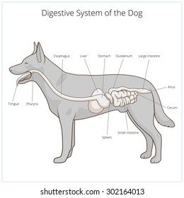 Digestive System Of The Dog Raster Version