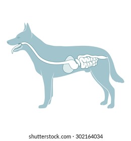 Digestive System Of The Dog Raster Version