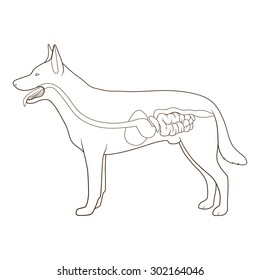 Digestive System Of The Dog Raster Version